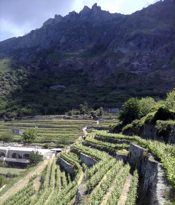 Vinhedos em terraços suportados por seculares muros de pedra (foto Carlos Arruda)