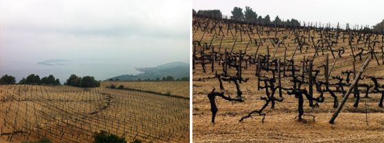 Vinhedos de até 40 anos ocupam trechos das colinas ascendentes