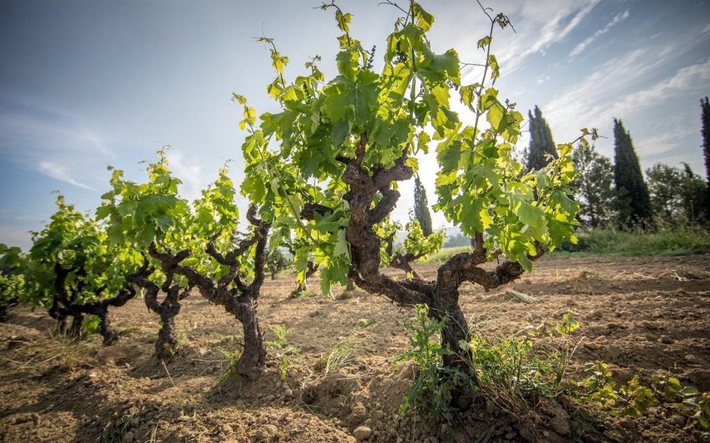 Vinhas velhas na região de Cava da Catalunia (foto Instituto del Cava)