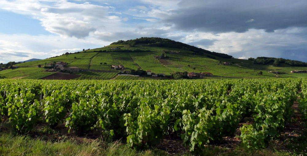 Extensos vinhedos circundam o Monte Brouilly